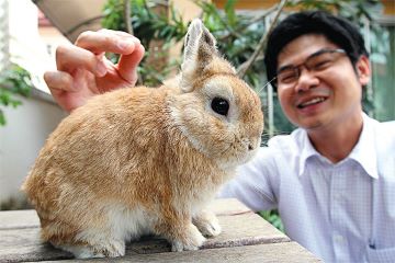 กระต่ายสวยงาม